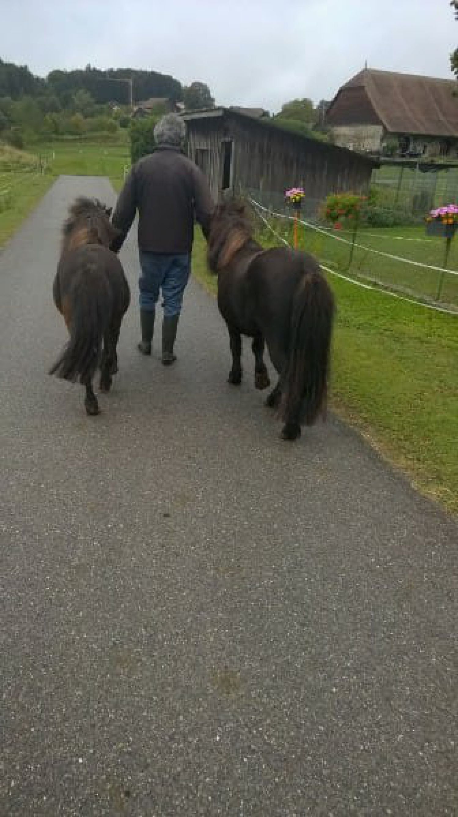 Alerte poneys à placer!